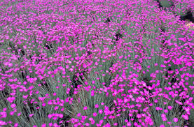 Dianthus G Firewitch Millcreek Gardens Plant Catalog Plants Perennial Plants Plant Catalogs