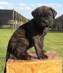 The presa canario is a molossoid dog native to the canary islands. Dogo Canario Hunderasse Mit Bild Info Temperament Charakteristiken Und Fakten