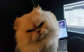 Texas lawyer rod ponton was left flummoxed when he discovered his face was appearing as a cat during a court session on zoom. Lawyer Gets Stuck In Cat Filter Mode During Zoom Trial I M Not A Cat Q Rock