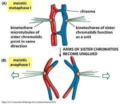 Oh Man What Do You Think About Molecular Mystery Of This Schematic Snapshot I Think There Are Some Sort Of Molecular Adhesi Cell Biology Molecular Chromosome