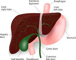 Liver diagram with labels and real human liver images also posted here. Liver In Human Body Drawing Novocom Top