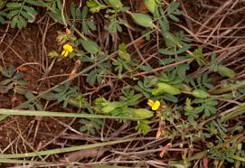 Image result for Aeschynomene rhodesiaca