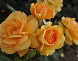 Production by sir david mcvicar. South Africa Sunbelt Rose Yellow Grandiflora Rose