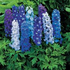 DELPHINIUMS, absolute monarch of the
                        garden