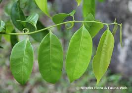 Image result for Artabotrys modestus