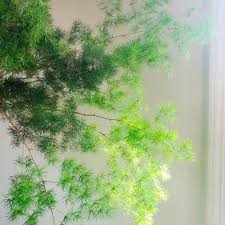 Image result for Asparagus macowanii