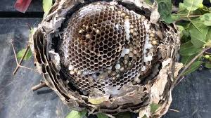 But even after taking all. Pest Control At Columbus Raccoon Removal 1 Proven Results