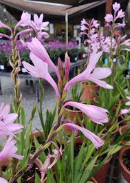 Image result for Watsonia
