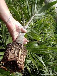 Bottle Palms With Super Roots Canarius Blog