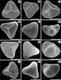 Image result for Coniogramme africana