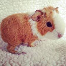 Pin On I Guinea Pigs