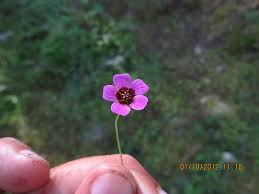 Image result for Geranium ocellatum