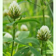 Image result for Trifolium squarrosum