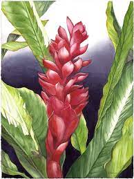 Just Call Me Ginger Watercolor Flowers Hawaiian Art Flower Painting