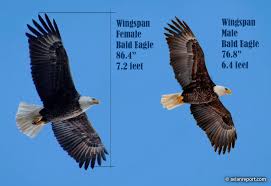 Even though their eyes are just slightly larger than human eyes, they can see up to 3½ times better than a person with perfect. The Bald Eagle Wingspan How Does It Compare To Other Birds Of Prey Avian Report