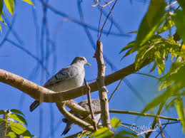 Image result for Crepidorhopalon parviflorus