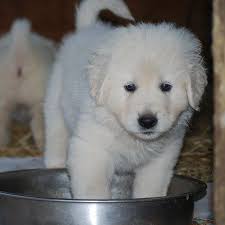 Maybe you would like to learn more about one of these? Maremma Sheepdog Home Facebook