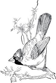 7 Cardinal Images Beautiful Birds Cardinal Drawing Bird Coloring Pages Bird Drawings