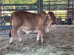 Brahman Cattle For Sale Pagina Inicial Facebook