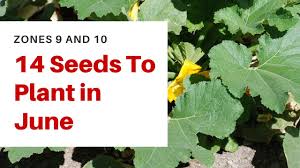 When shopping for seeds or plants, choose heat and drought tolerant varieties or hybrids bred to there are fruit trees, flowers, nut trees and other plants suitable for zone 9. 14 Seeds To Plant In June Zones 9 And 10 Youtube