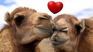 In the process of syphillisation, from the anthropoid ape down to man Video Of Two Camels Mating In The Middle Of Dubai Speedway Yourtango