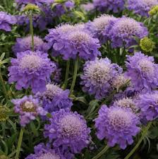 Image result for Scabiosa columbaria