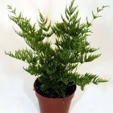 Image result for Pteris dentata
