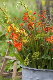 10 Romantischer Sommer In Orangtonen Mit Grossbluetigen Gladiolen Und Montbretie Zwiebelliebe Gladiolen Pflanzen Bepflanzung