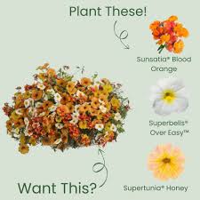 Image result for Nesaea purpurascens