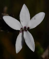 Image result for Cyphia gamopetala