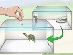 3 Ways To Feed A Red Eared Slider Turtle Wikihow