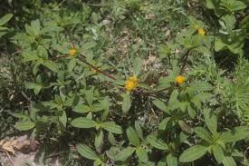 Image result for Flaveria trinervia