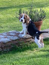 Read reviews crackle 21cm melamine salad or dessert plate (set of 4), buy outdoor plates & saucers online! Southern Counties Beagle Club