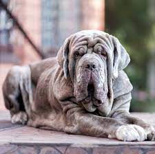 Check spelling or type a new query. 13 Italian Dog Breeds Bolognese Saint Bernard And More
