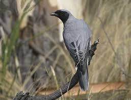 Black Faced Cuckooshrike Coracina Novaehollandiae Australia India Solomon Islands Australian Birds Pretty Birds Birds