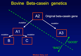 Image result for bovine beta casein genetics image,nutrional milk, what is a1 and a2 milk, what is a2 milk, what is difference between desi and jersey cow,medicinal properties in desi cow milk,pure milk in our city, best milk in our hyderabad city,A2 milk in hyderabad,healthy milk,pure farm fresh milk,India’s favourite health food, spoonful of ghee,ghee reduces the glycaemic index,finest breed of Desi Gir Cow's milk,best buttermilk in hyderabad,pure desi a2 buttermilk,best yogurt in hyderabad, a2 yogurt, pure yogurt, farm fresh a2 milk yogurt,ghee that is use for weight loss, ghee which has medicinal and ayurvedic properties, pure and farm fresh vedic ghee,farm fresh a2 milk, a2 milk for lactose intolerant people,which milk is easily digestable,pure milk,good milk for lactose intolerant people,A2 milk in hyderabad,pure a2 milk for kids, pure A2 milk near me, A2 milk, A2 MILK DAIRY FARMS,A2 milk in india, A2 milk  where to buy, Bos indicus, BOS INDICUS SPECIES, DESI COW, DESI COW A2 MILK, DESI COW A2 MILK IN INDIA, DESI COW MILK NEAR ME, DESI COW MILK ONLINE, DESI COW MILK PRODUCTS, FREE GRAZING, HF COW MILK, NANDI ORGANIC SITE, NANDI ORGANIC STORE, RAW DESI COW MILK, TDM, TEAM DESI MILK,TRUELY FOOD IS MEDICINE, Buy A2 ghee online,buy pure ghee for kids,best ghee for pregnant ladies,Good quality a2 milk,best a2 milk at online,number one a2 milk in hyderabad,bilano method ghee in hyderabad,best quality ghee in hyderabad,best milk for children,best A2 ghee in hyderabad for kids,food that increase immunity,best milk which have high nutritional values, A2 ghee, pure desi milk, where can i buy pure desi milk, shuddha desi milk, shuddha desi milk in hyderabad, want pure ghee for kids, desi gay ka dhoodh, aavu palu, best a2 milk 2019,pure bilano method ghee,unprocessed milk,vedic ghee in hyderabad,want to buy A2 milk online,best quality milk online,super good food for kids,best milk for diabetes,best milk for heart patients,best milk for adults,how to reduce bad cholesterol,how to gain good cholesterol,best indian vedic ghee,aavu neyee,ghai ka ghee,which milk is good for acidity,best milk for inflammation,more nutritional value milk in market,great nutritional milk in online,