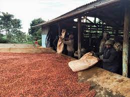 Muchagara Ab Kenya Most Of The Coffee Bought And Sold In Kenya Is Traded Through The National Auction System Where Marketing Agents Enter Cooperative