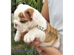 Raquel orta, orta's akc english bulldogs in florida. Bulldog Puppies Price In Chandigarh Bulldog Puppies For Sale In Chandigarh