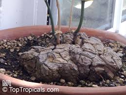 Image result for Dioscorea cochleari-apiculata