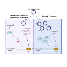 circRNA-DURSA regulates trophoblast apoptosis via miR-760-HIST1H2BE axis in  unexplained recurrent spontaneous abortion: Molecular Therapy - Nucleic  Acids