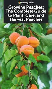 Maybe you would like to learn more about one of these? Growing Peaches The Complete Guide To Plant Care And Harvest Peaches