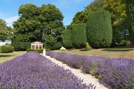 Read more about garden path ideas. 17 Lavender Garden Designs Ideas Design Trends Premium Psd Vector Downloads