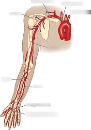 Both comments and trackbacks are currently closed. Upper Limb Arteries Labeling Diagram Quizlet