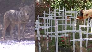 Coyotes rarely intentionally seek out dogs as prey unless the dogs are very small or ill, or the coyote is desperate. Culver City Pet Owners Warning Of Coyotes Killing Cats Abc7 Los Angeles