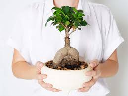 Image result for Ficus
