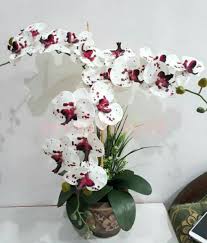Pin by gomathimk gomathimk on lv gmk orkid. Sweetest Diary