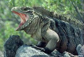 Rock Iguana Iguana Dragon Pictures Dragon