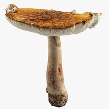Wild Mushroom 3d Model Ad Wild Mushroom Model Wild Mushrooms Stuffed Mushrooms Mushroom 3d