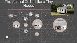 The cell contains an endoplasmic reticulum which is a tube like structure connecting different parts of a cell and helps them to carry materials. The Animal Cell Is Like A Tiny House By Collin Mcconahy