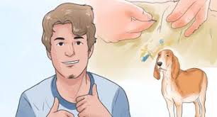 Making sure your dog's chip hasn't slipped. How To Tell If A Dog Is Microchipped 7 Steps With Pictures